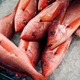 Red snappers lay on ice for sale at JMS Seafood, a fish wholesaler in the New Fulton Fish Market in the Bronx section of New York City June 21, 2010.